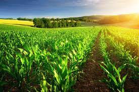 Agriculture and the Environment